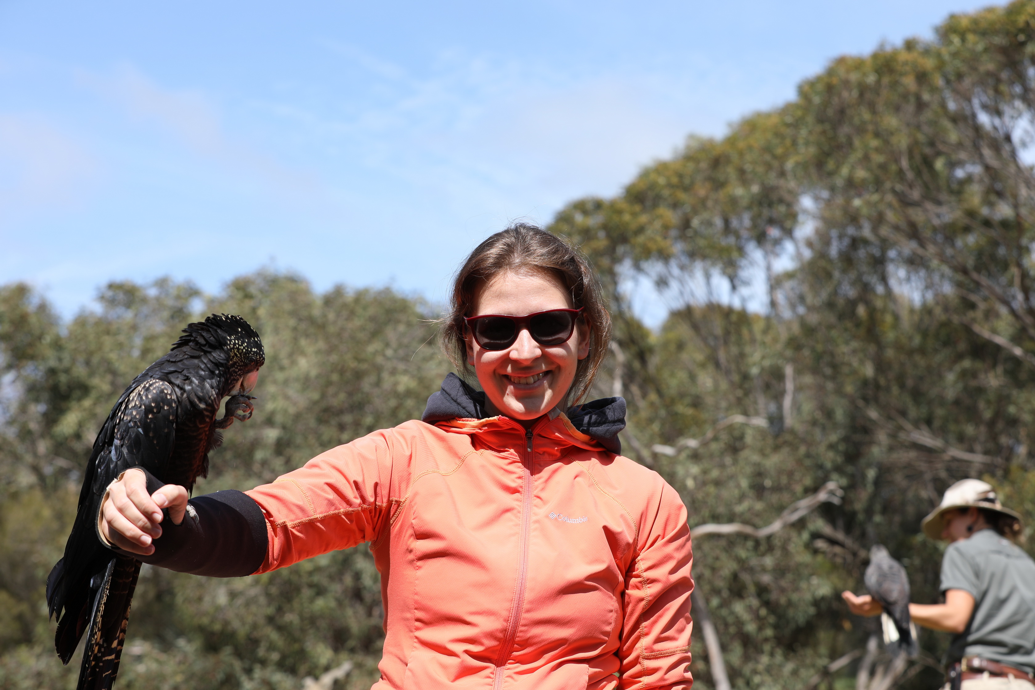 Yellow-tailed Black-Cockatoo